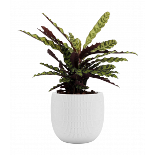 Aura 20 cm blanco maceta | El Huerto Deitana ®