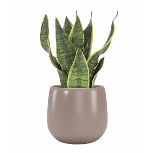 Vitoria 16 cm maceta | El Huerto Deitana ®