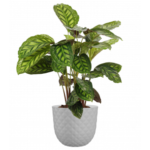 HAVANA TROPICAL 20CM GRANITO MACETA