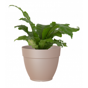 Capri campana 20cm taupe maceta | El Huerto Deitana ®