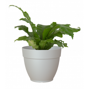 Capri campana 40cm maceta | El Huerto Deitana ®