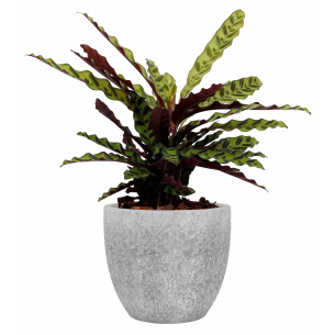 Hestia maceta | El Huerto Deitana ®