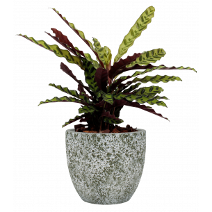Hestia maceta | El Huerto Deitana ®