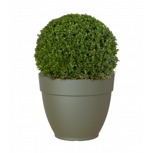 Capri campana 35cm maceta | El Huerto Deitana ®