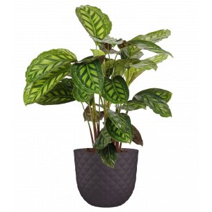 HAVANA TROPICAL | El Huerto Deitana ®