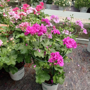 Pelargonium moskito 1.6L | El Huerto Deitana ®