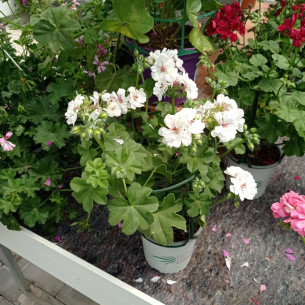 Pelargonium moskito 1.6L | El Huerto Deitana ®