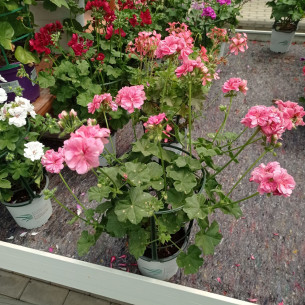 Pelargonium moskito 1.6L | El Huerto Deitana ®