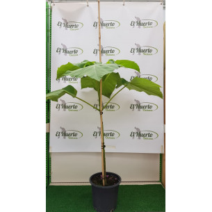 PAULOWNIA TOMENTOSA (Imperial Paulonia) KIRI in pot
