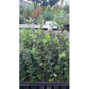 Quercus Ilex (Encina) | El Huerto Deitana ®