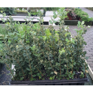 Quercus Ilex (Encina) | El Huerto Deitana ®