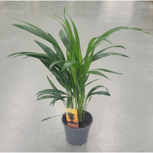 Areca| El Huerto Deitana ®