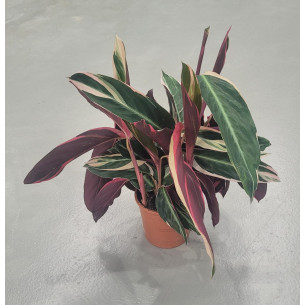Calathea | El Huerto Deitana ®
