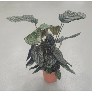 Calathea | El Huerto Deitana ®