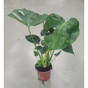 Monstera| El Huerto Deitana ®