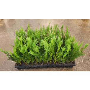 Ciprés Leylandi - Cupressus Leylandii |El Huerto Deitana ®