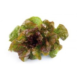 Plantas de legucha maravilla de verano - Comprar planta lechuga maravilla
