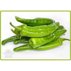 PLANTAS DE PIMIENTO OLAYA