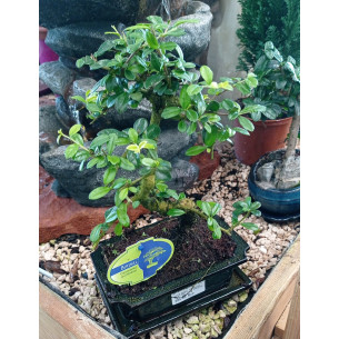 BONSAI CARMONA RETUSA