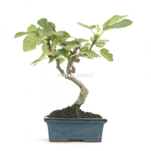 BONSAI FICUS CARICA BONSÁI 7 AÑOS HIGUERA.