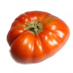 PLANTAS DE TOMATE MUCHAMIEL
