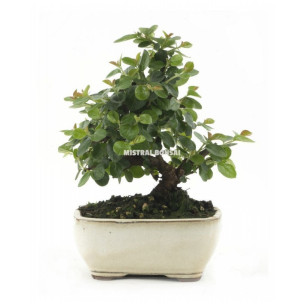 COTONEASTER HORIZONTALIS . BONSÁI 7 AÑOS