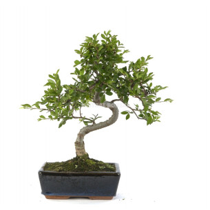 ZELKOVA PARVIFOLIA. BONSÁI 8 AÑOS. OLMO