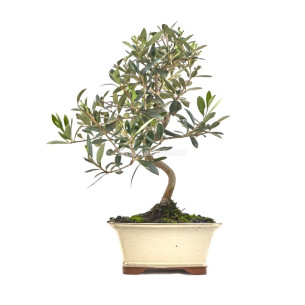 OLEA EUROPAEA. BONSÁI 7 AÑOS. OLIVO
