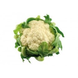 Pack 9 uds. COLIFLOR CASPER