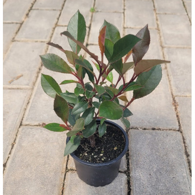 PHOTINIA NANA MACETA 9X9