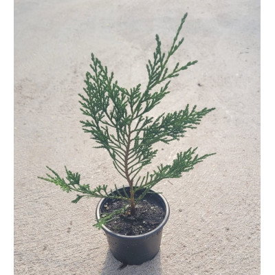 CIPRES LEYLANDII  MACETA 9X9