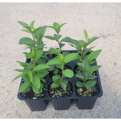 LIGUSTRUM JAPONICUM ALV104