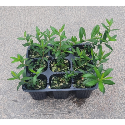 Mirto - Myrtus communis | El Huerto Deitana ®