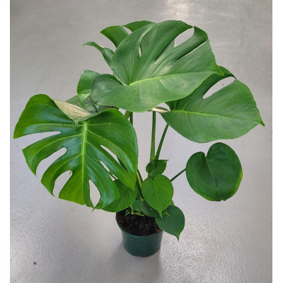 Monstera| El Huerto Deitana ®