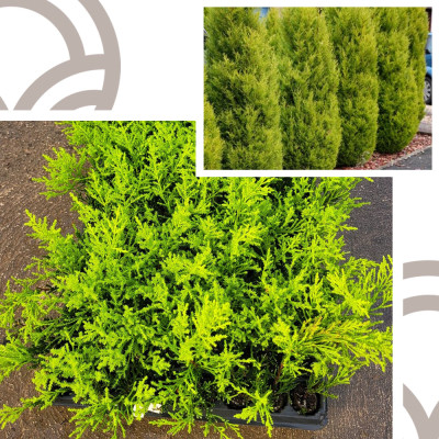 Comprar Ciprés Macrocarpa Goldcrest | El Huerto Deitana ®