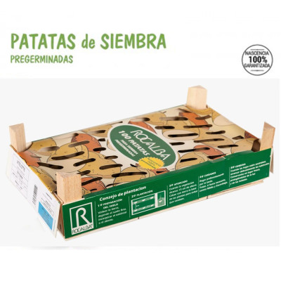 PAPATAS DE SIEMBRA KENNEBEC (SEMILLAS)