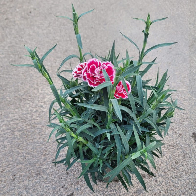 copy of GERANIO (Pelargonium x hortorum)