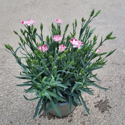 DIANTHUS C. SUNFLOR C14 Clavel