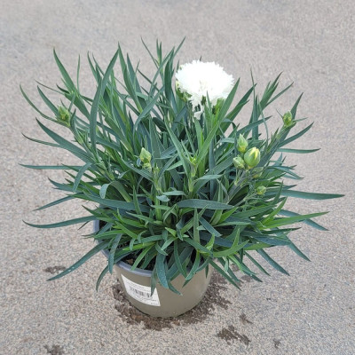 DIANTHUS C. SUNFLOR C14 Clavel
