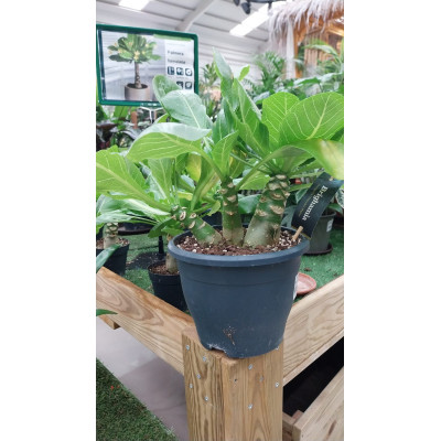 PALMERA BRIGHAMIA INSIGNIS HAWAIIAN 3 PLANTAS
