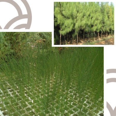 copy of CASUARINA in Cepellón