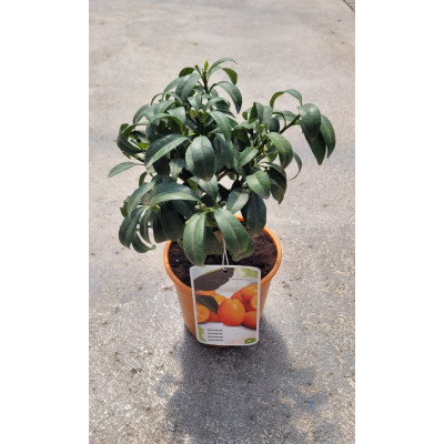 Kumquat Nagami - El Huerto Deitana ®