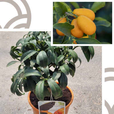 Kumquat Nagami - El Huerto Deitana ®