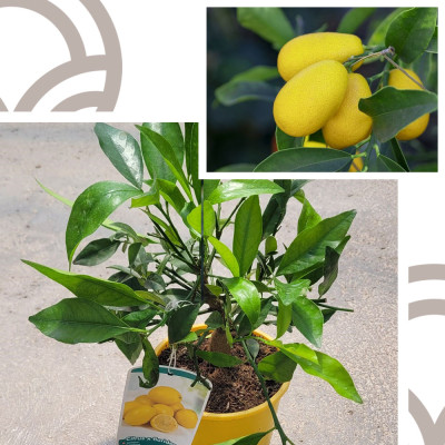 copy of KUMQUAT NAGAMI
