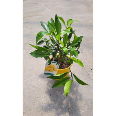 Kumquat Nagami - El Huerto Deitana ®