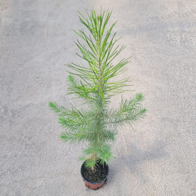 copy of ALGARROBO (CERATONIA SILIQUA)