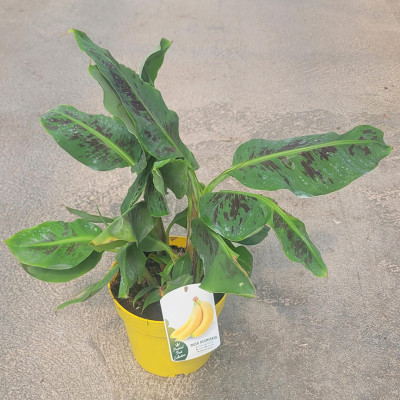 Platanera canaria cavendish - musa acuminata ftl | El Huerto Deitana ®