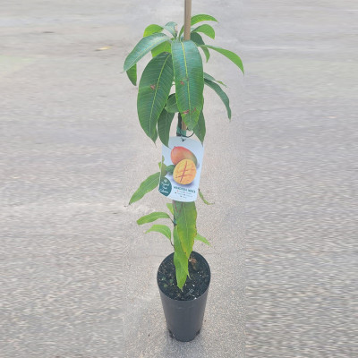 Mango osteen| El Huerto Deitana ®