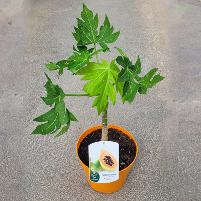 Papaya | El Huerto Deitana ®