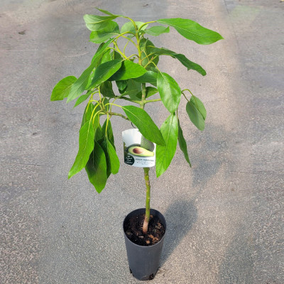 copy of PLATANERA CANARIA CAVENDISH - MUSA ACUMINATA FTL